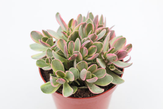 Crassula atropurpurea muirii variegata