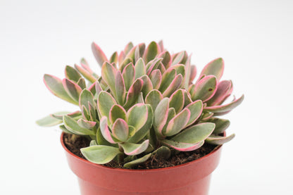 Crassula atropurpurea muirii variegata