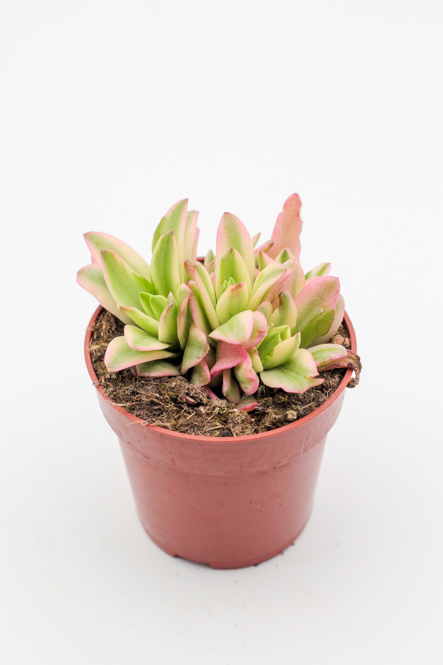 Crassula capitella Campfire variegata