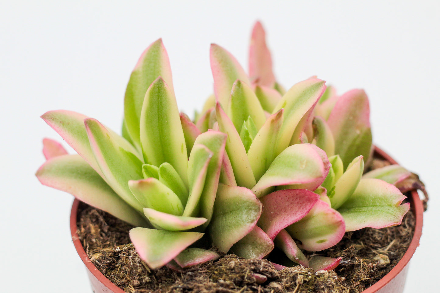 Crassula capitella Campfire variegata