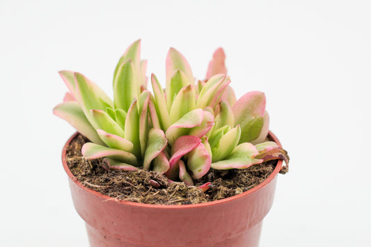 Crassula capitella Campfire variegata