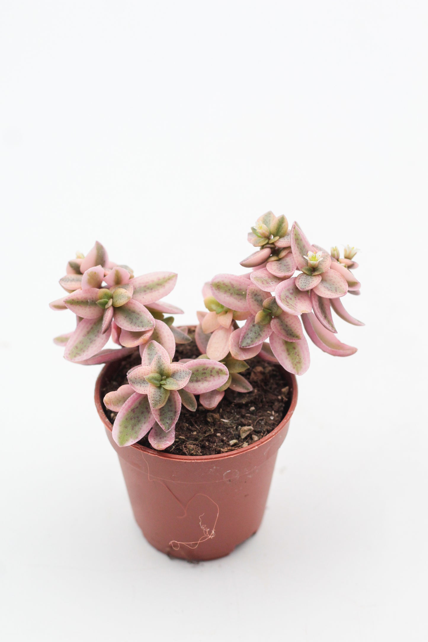 Crassula capitella rosea