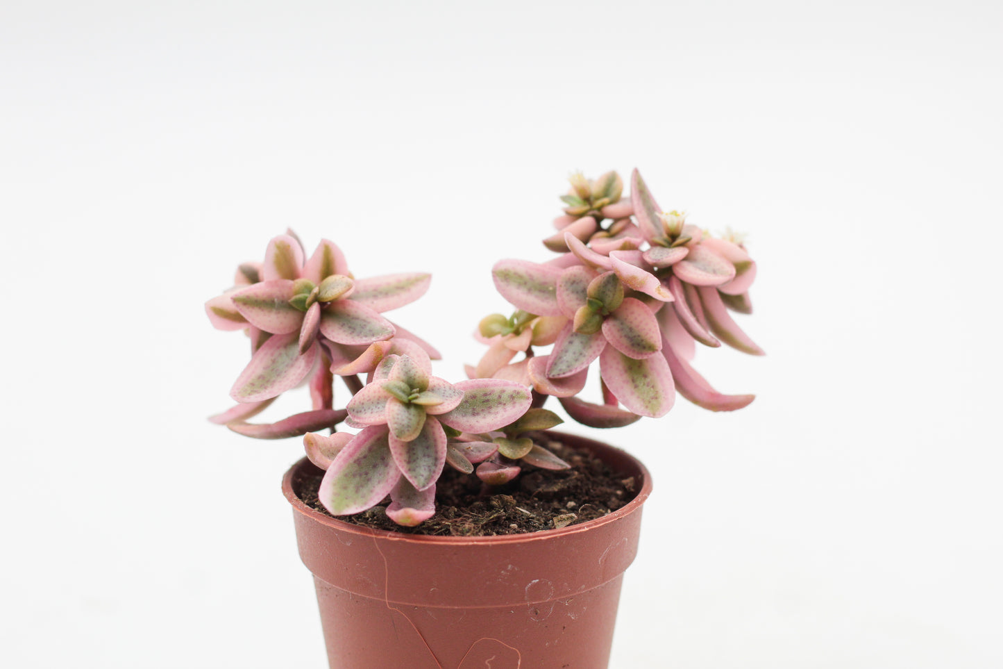 Crassula capitella rosea