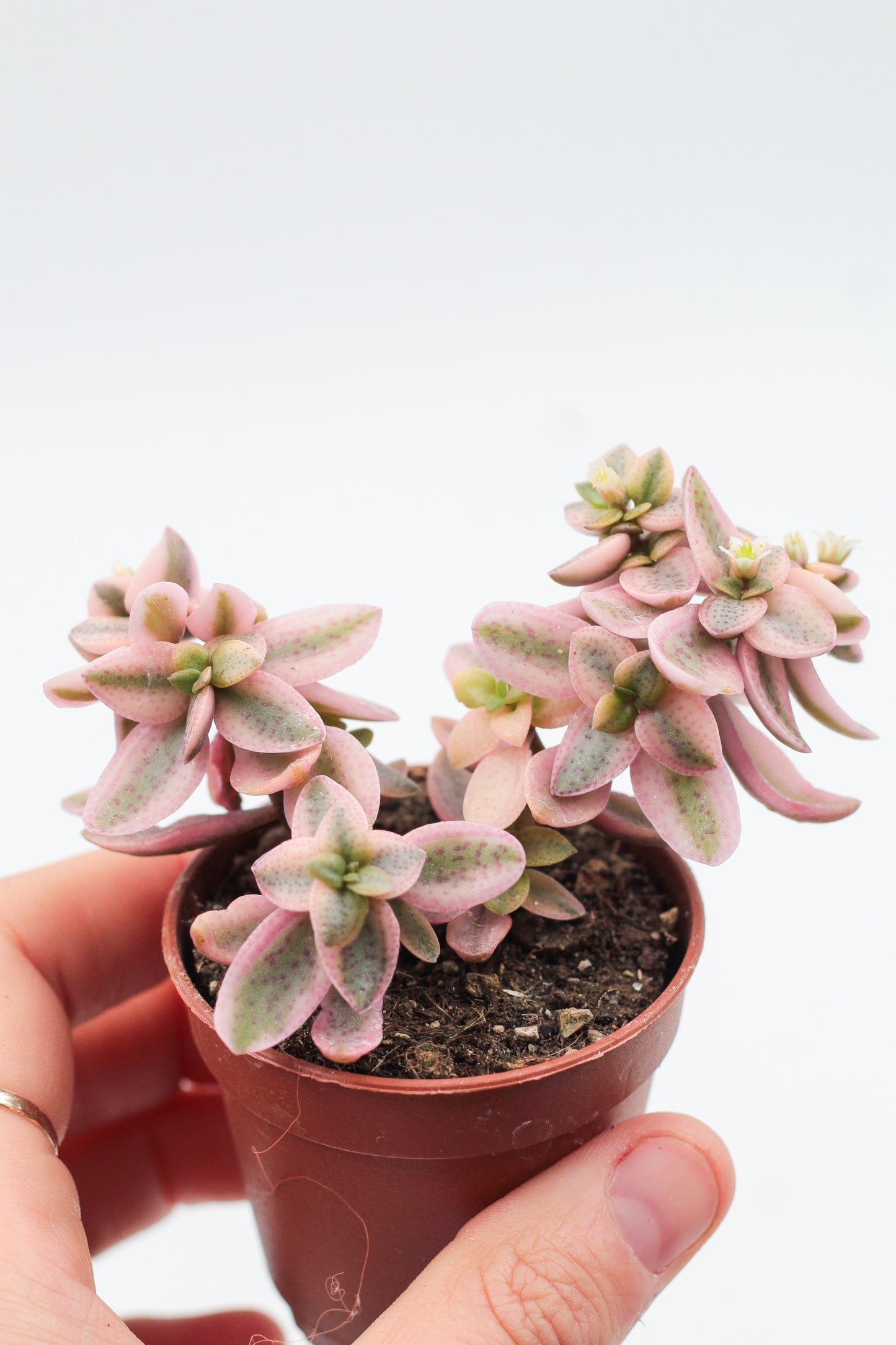 Crassula capitella rosea