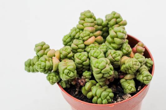 Crassula marchandii