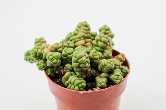 Crassula marchandii