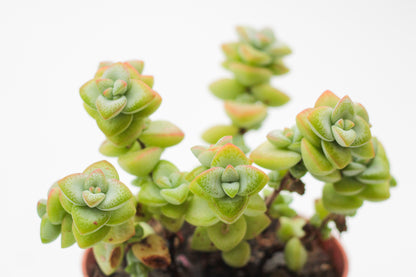 Crassula marnieriana "Jade necklace"