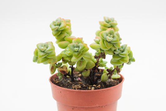 Crassula marnieriana "Jade necklace"