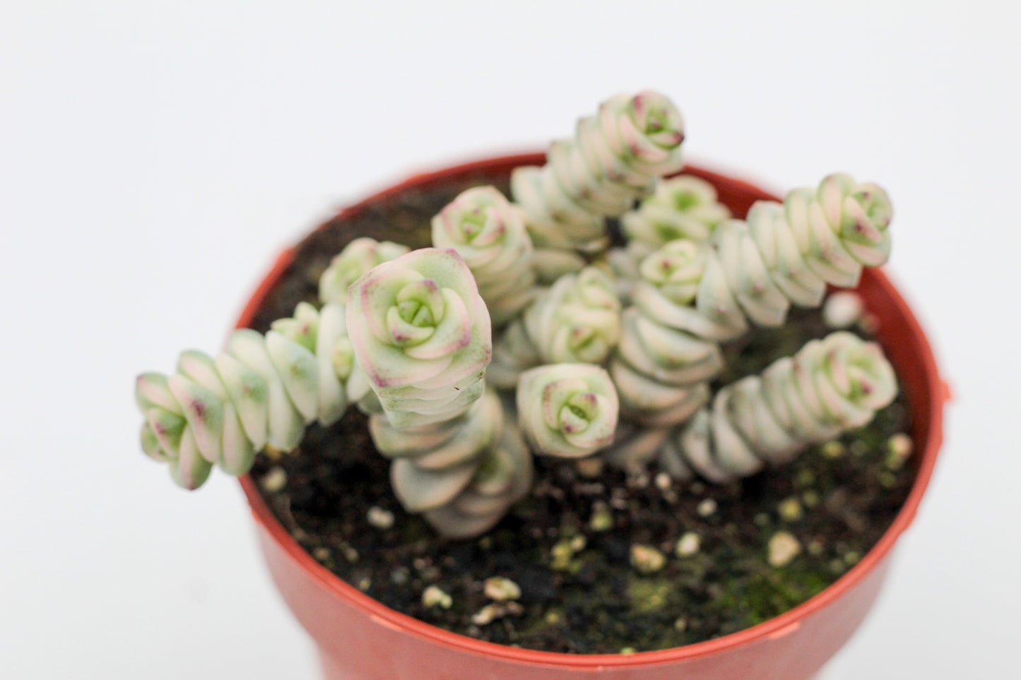 Crassula marnieriana ‘Fantasy'