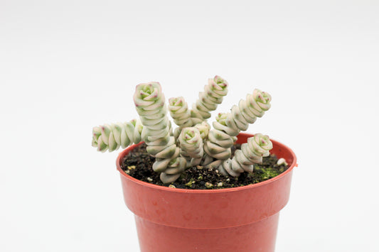 Crassula marnieriana ‘Fantasy'