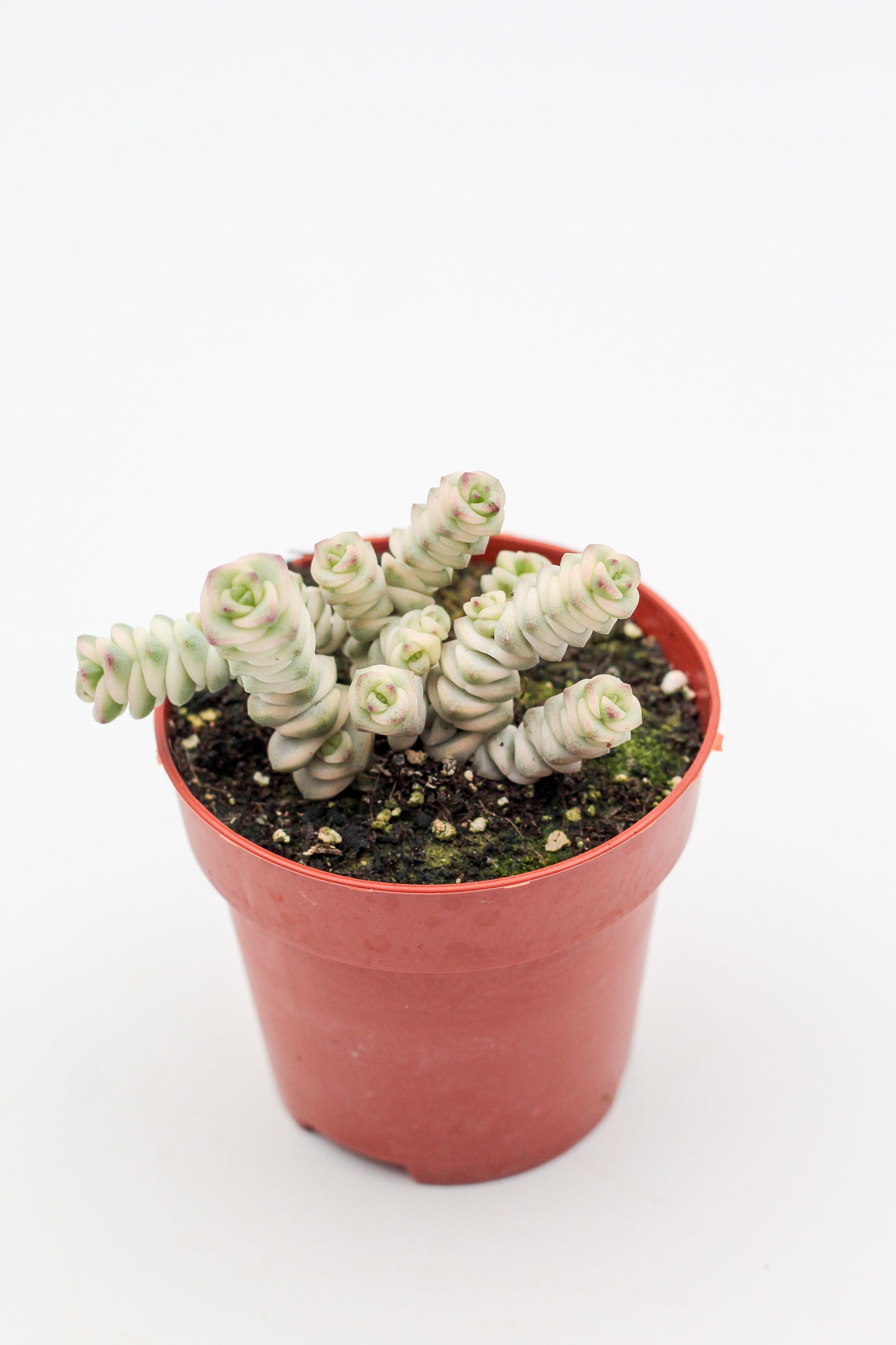 Crassula marnieriana ‘Fantasy'