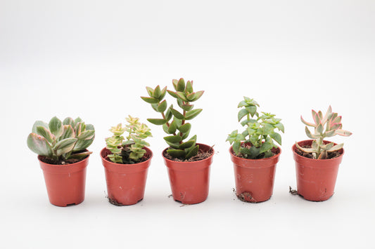 Crassula mini mix