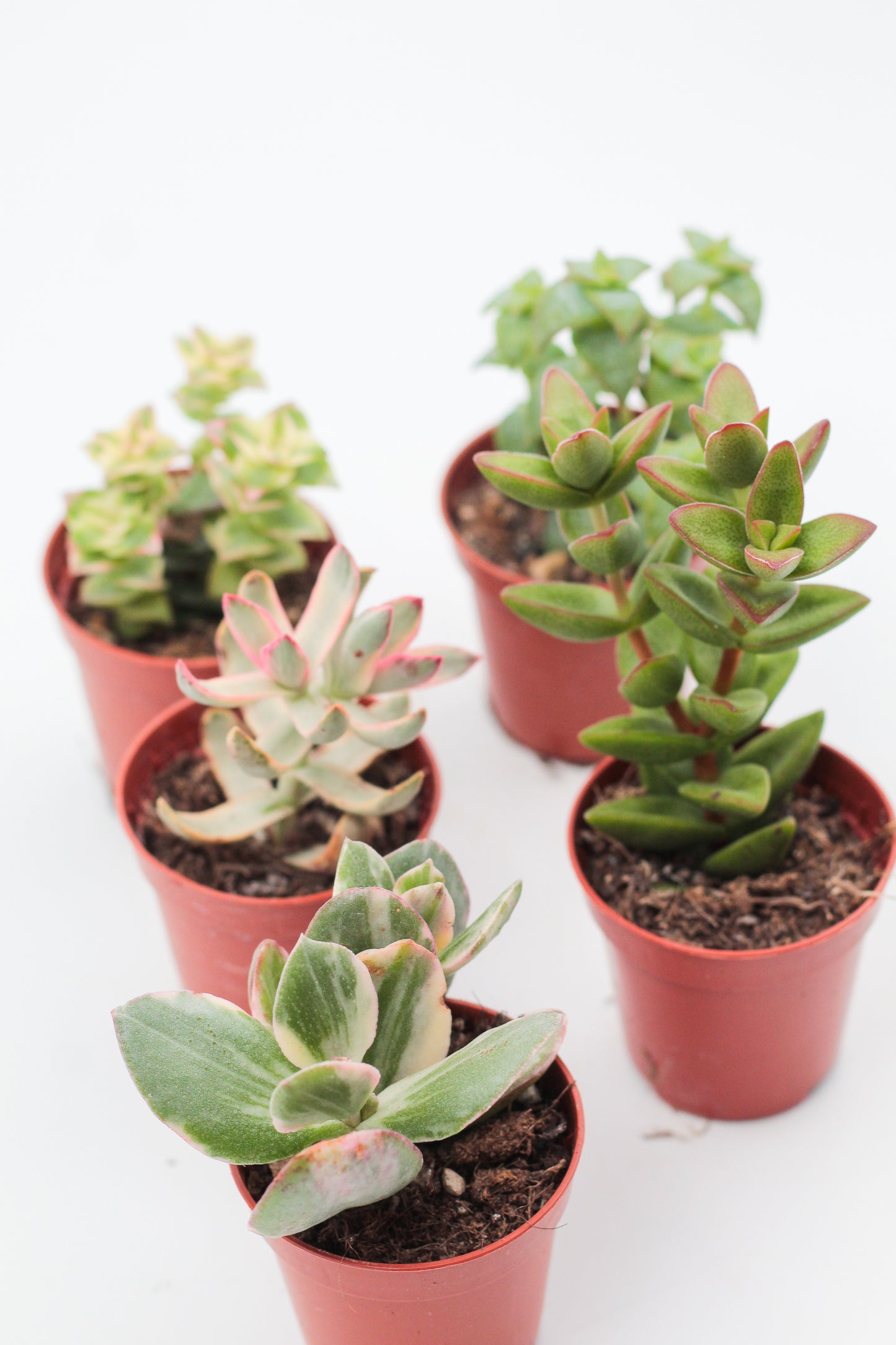 Crassula mini mix
