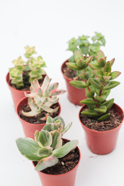 Crassula mini mix