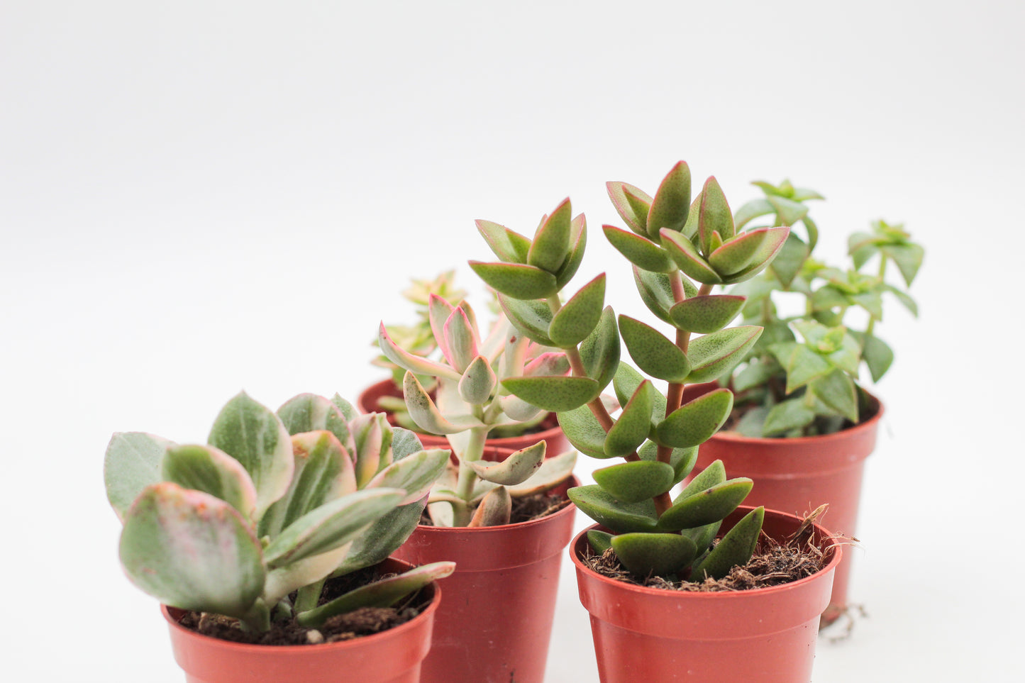 Crassula mini mix