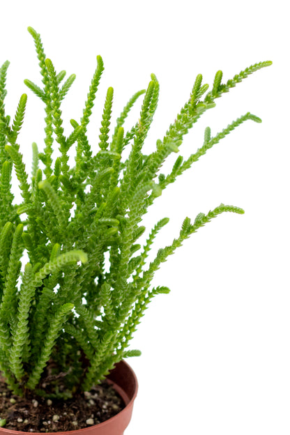 Crassula muscosa
