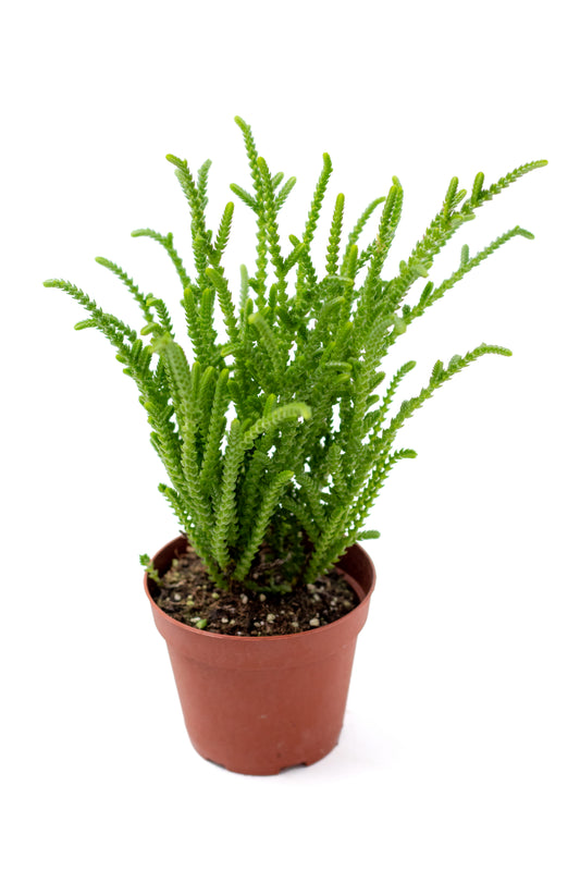 Crassula muscosa