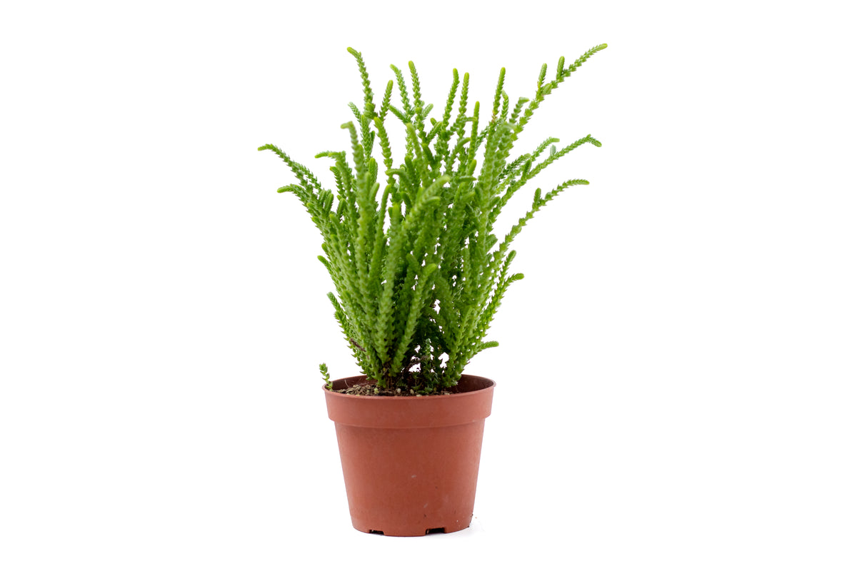 Crassula muscosa