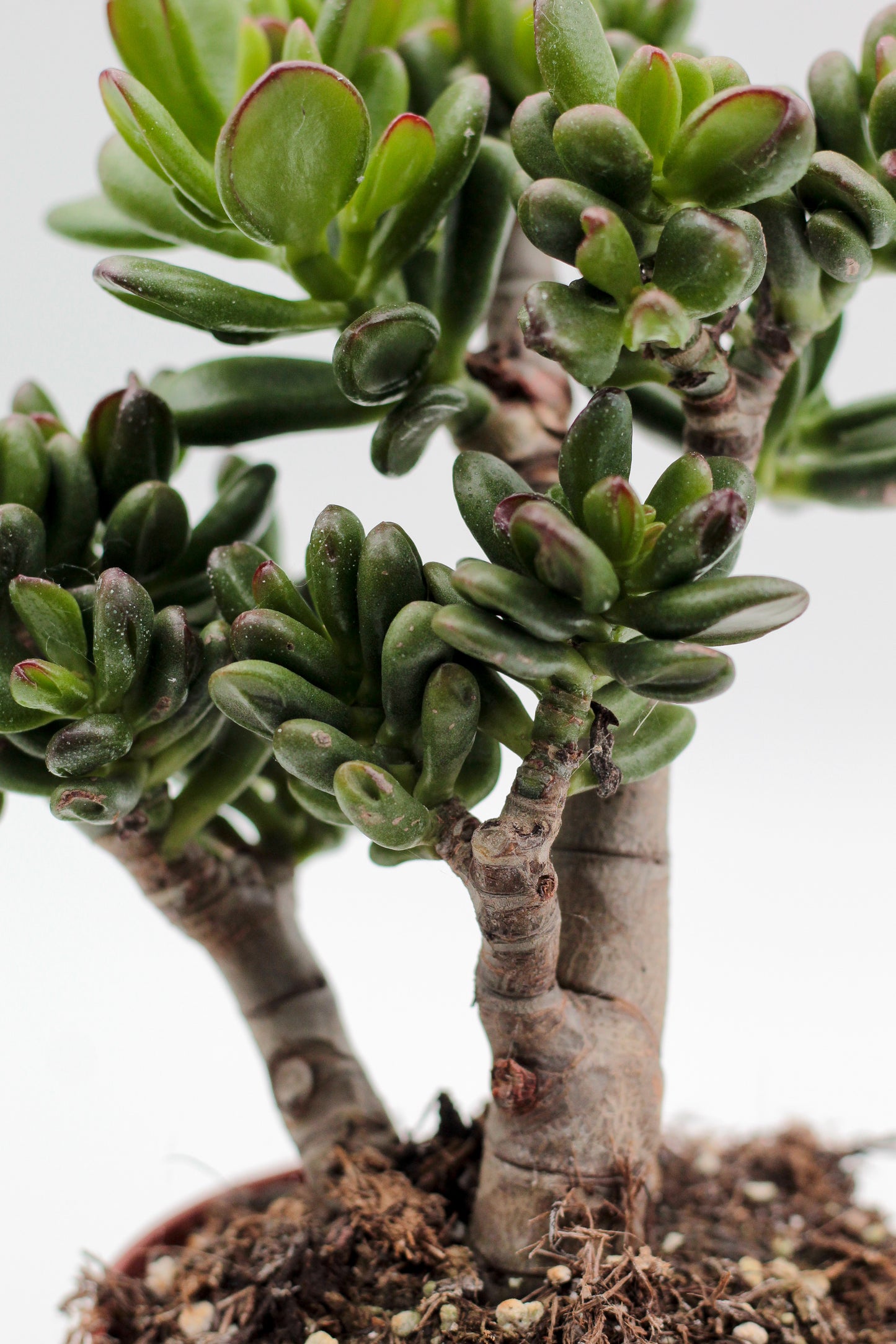 Crassula ovata Gandalf bonsai