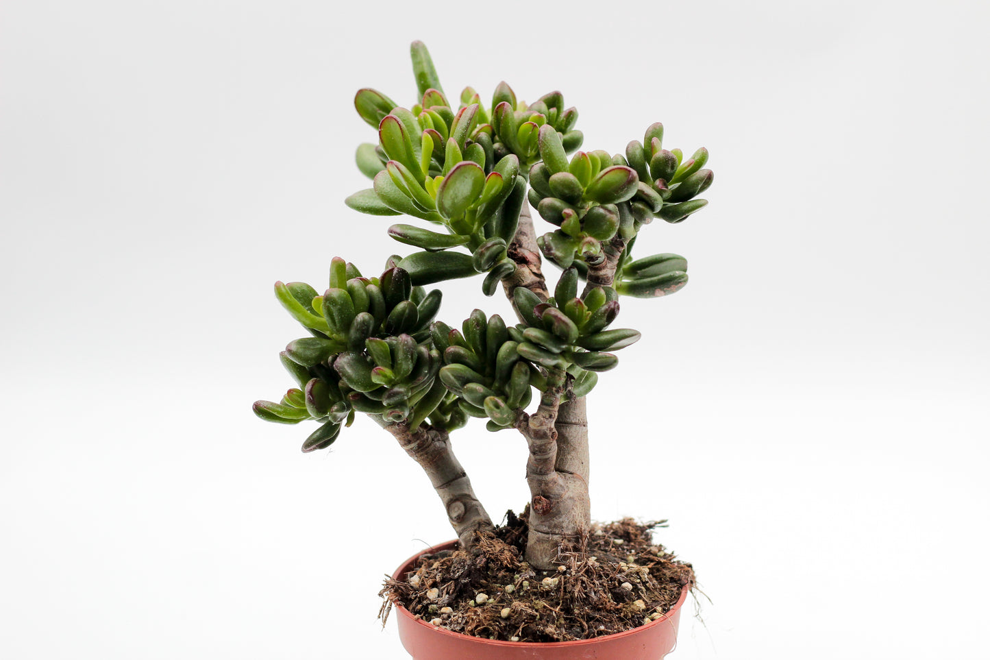 Crassula ovata Gandalf bonsai