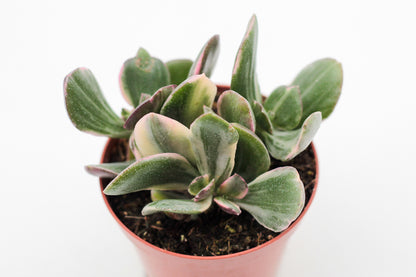 Crassula ovata lemon &amp; lime