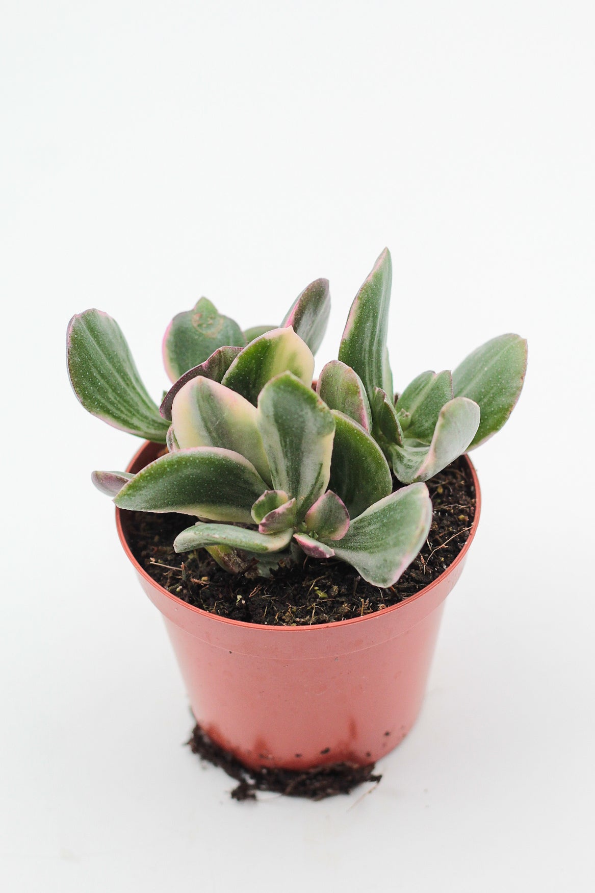 Crassula ovata lemon &amp; lime