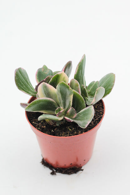 Crassula ovata lemon &amp; lime