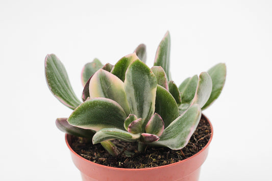 Crassula ovata lemon & lime