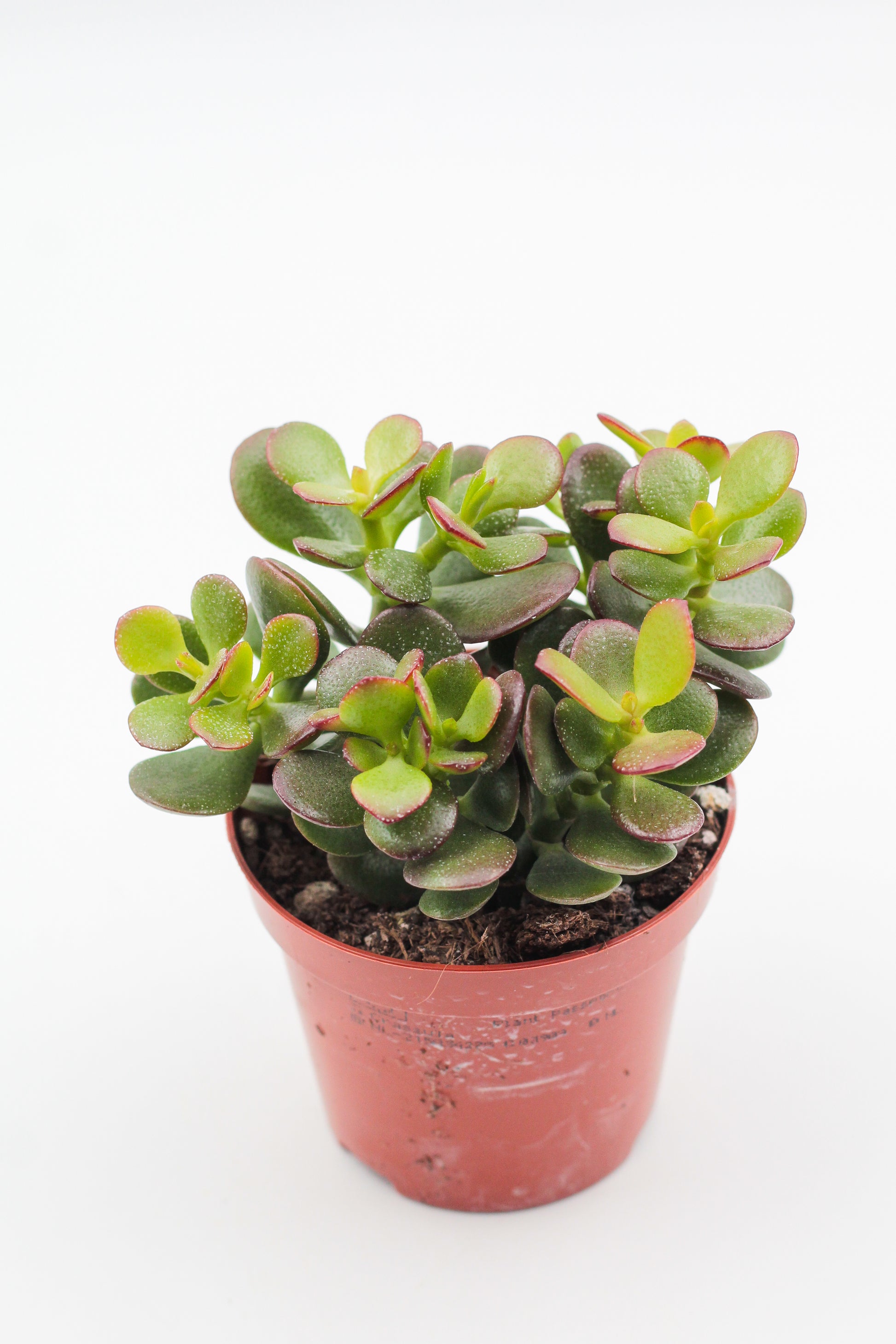 jade minor plant Crassula ovata minor Jade plant