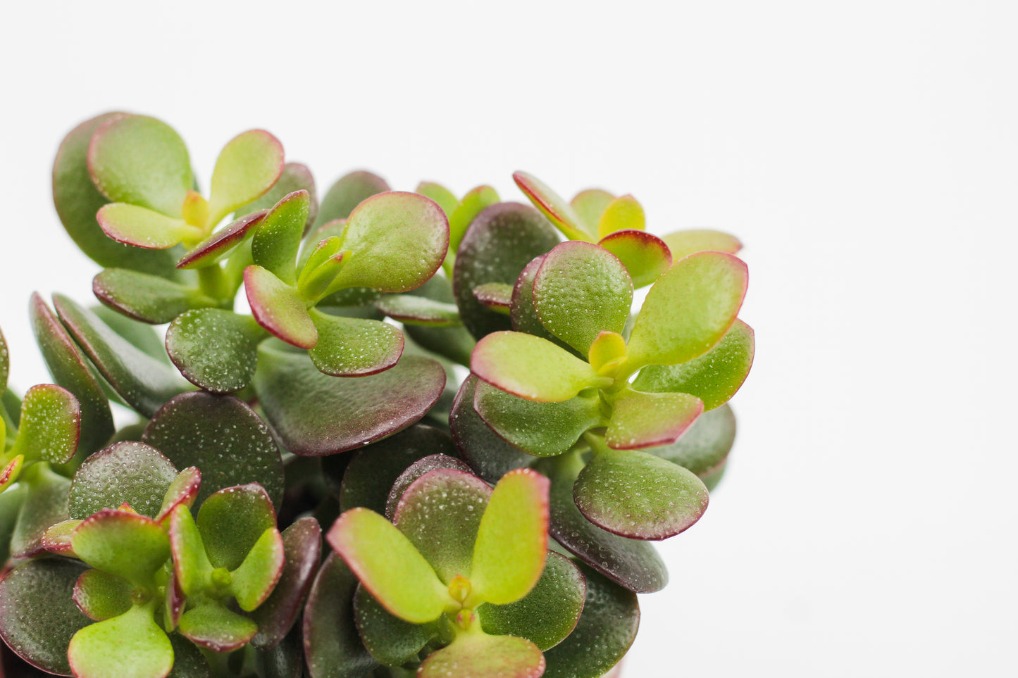 Crassula ovata minor Jade plant