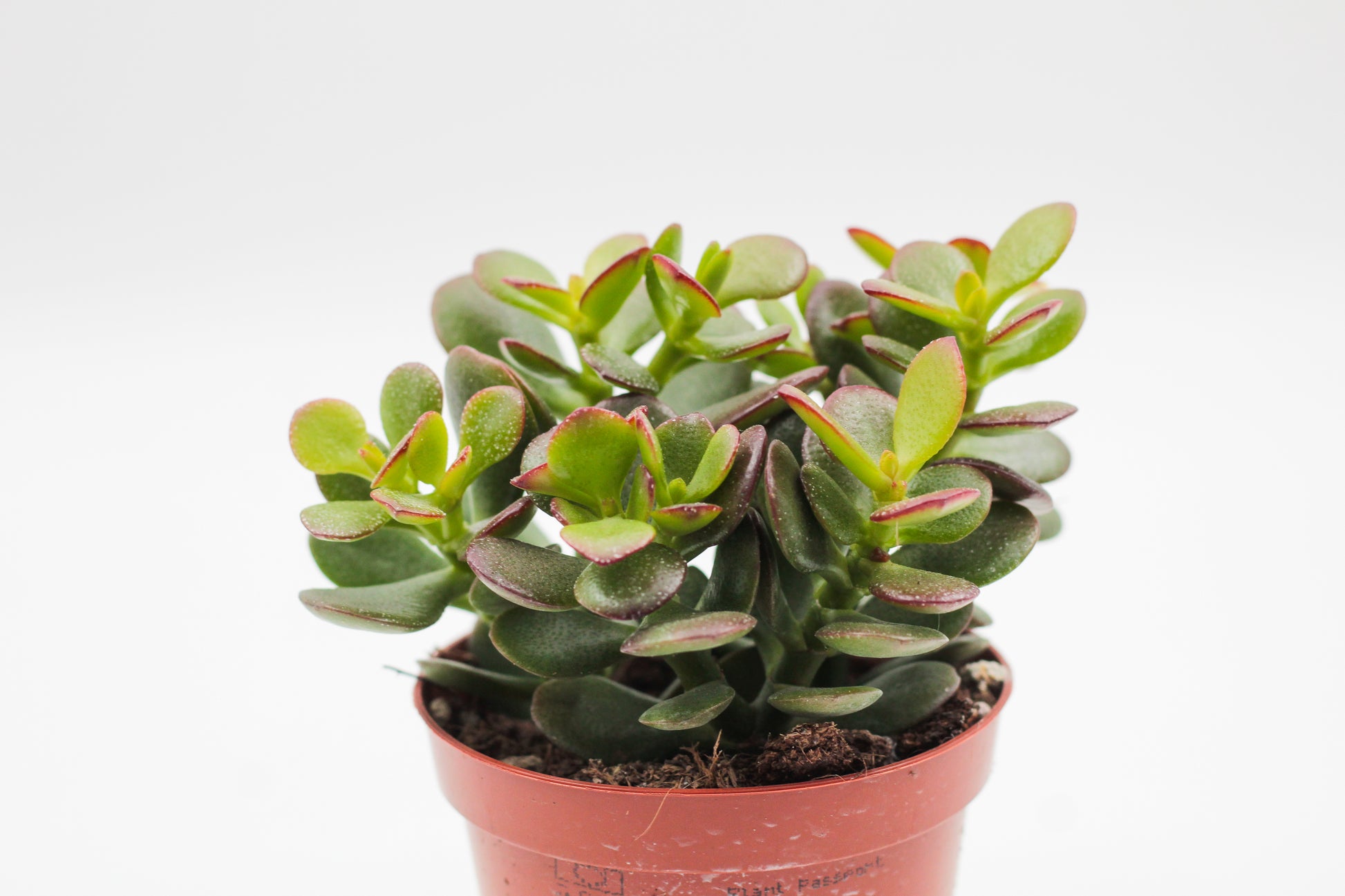crassula minor succulent Crassula ovata minor Jade plant