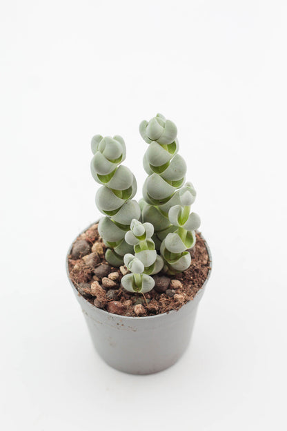 Crassula plegmatoides