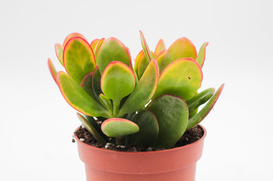 Crassula sunset