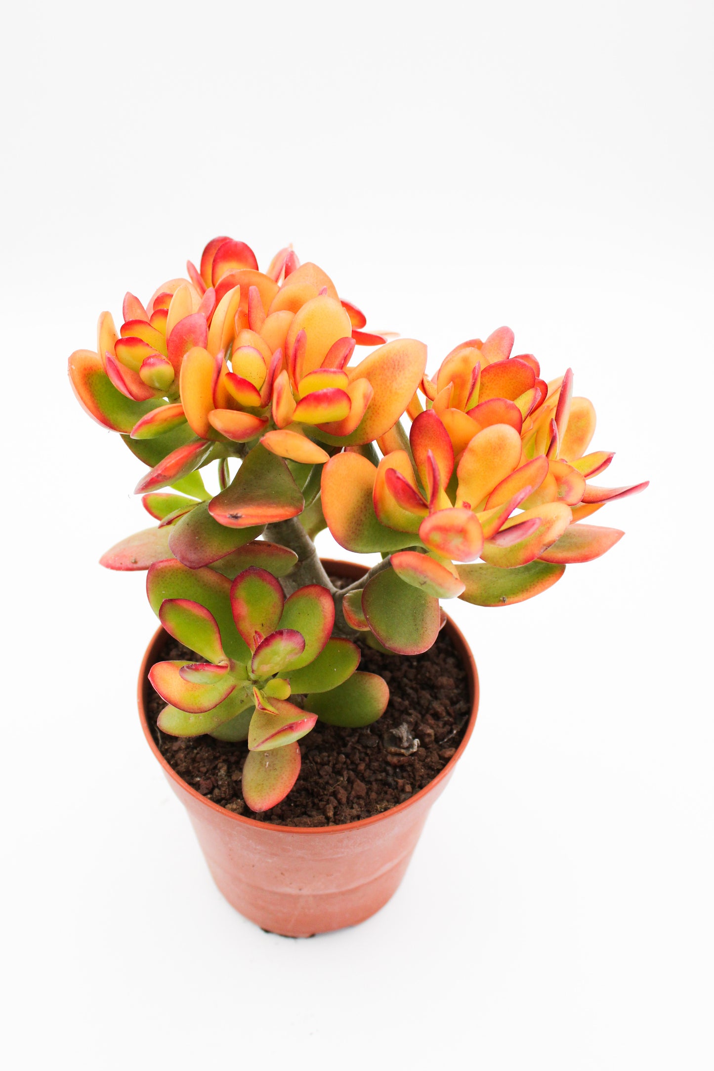 Crassula sunset