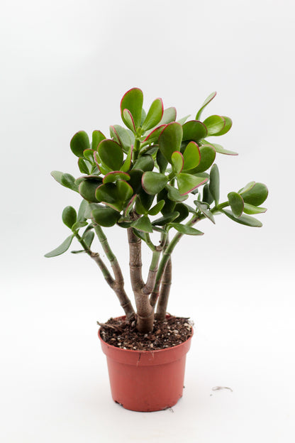 Crassula sunset bonsai