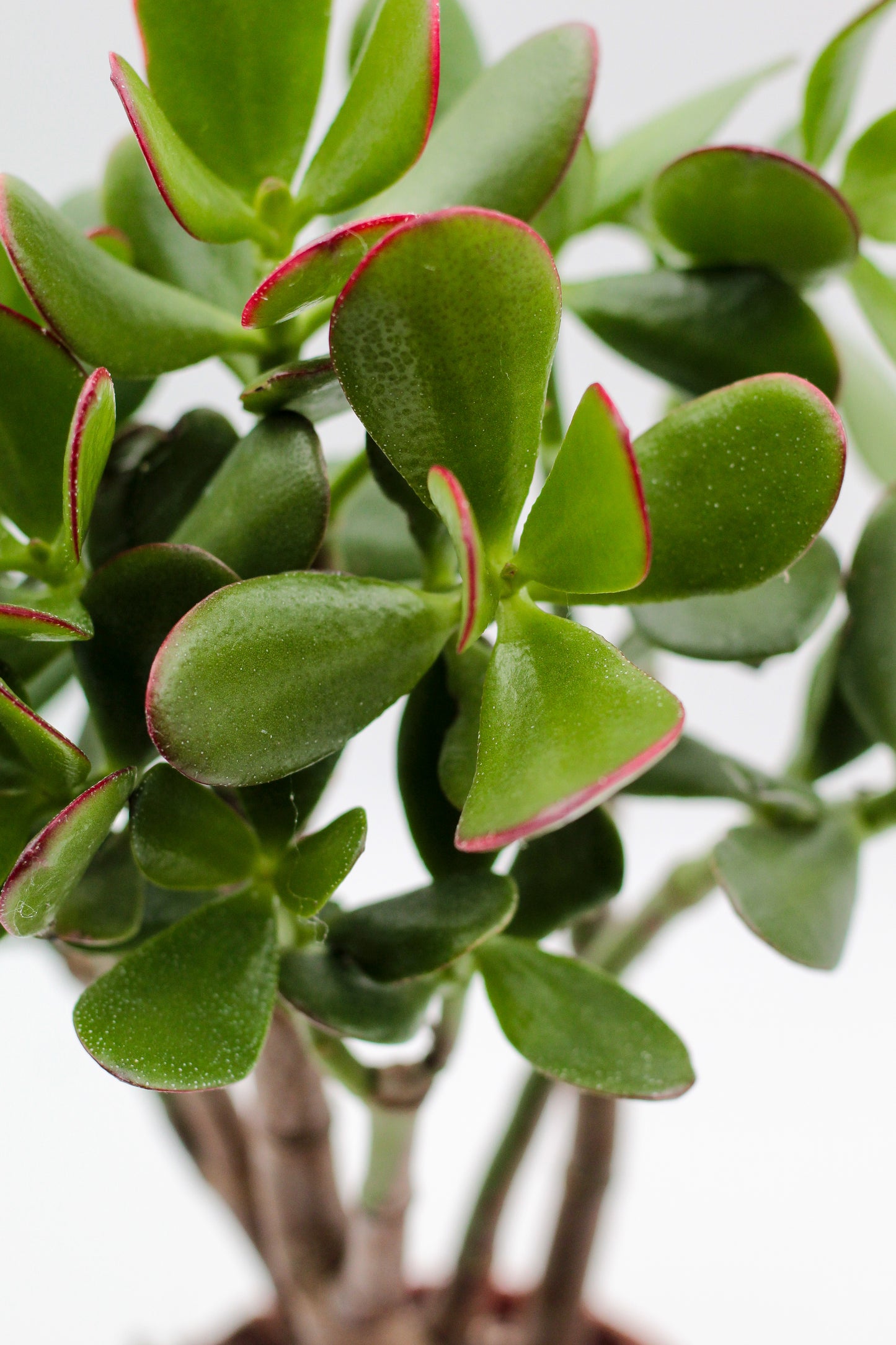 Crassula sunset bonsai