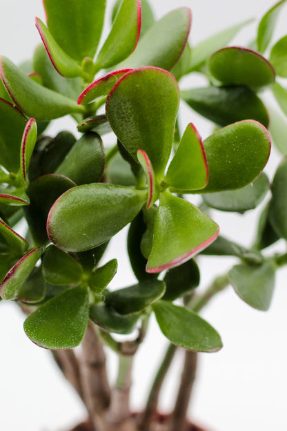 Crassula sunset bonsai
