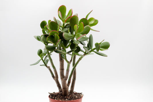 Crassula sunset bonsai