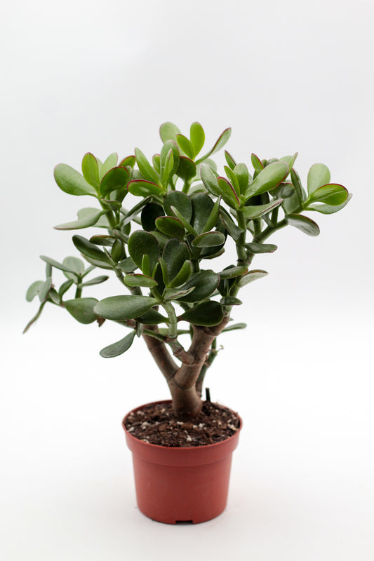 Crassula sunset bonsai