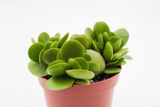Crassula swaziensis