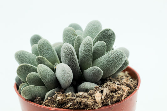 Crassula tecta