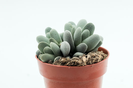 Crassula tecta