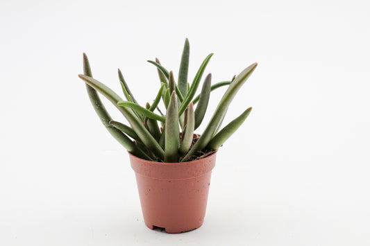 Crassula tetragona