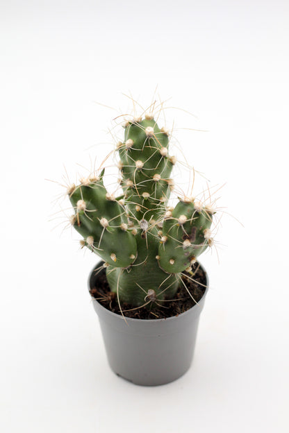 Cumulopuntia zehnderi