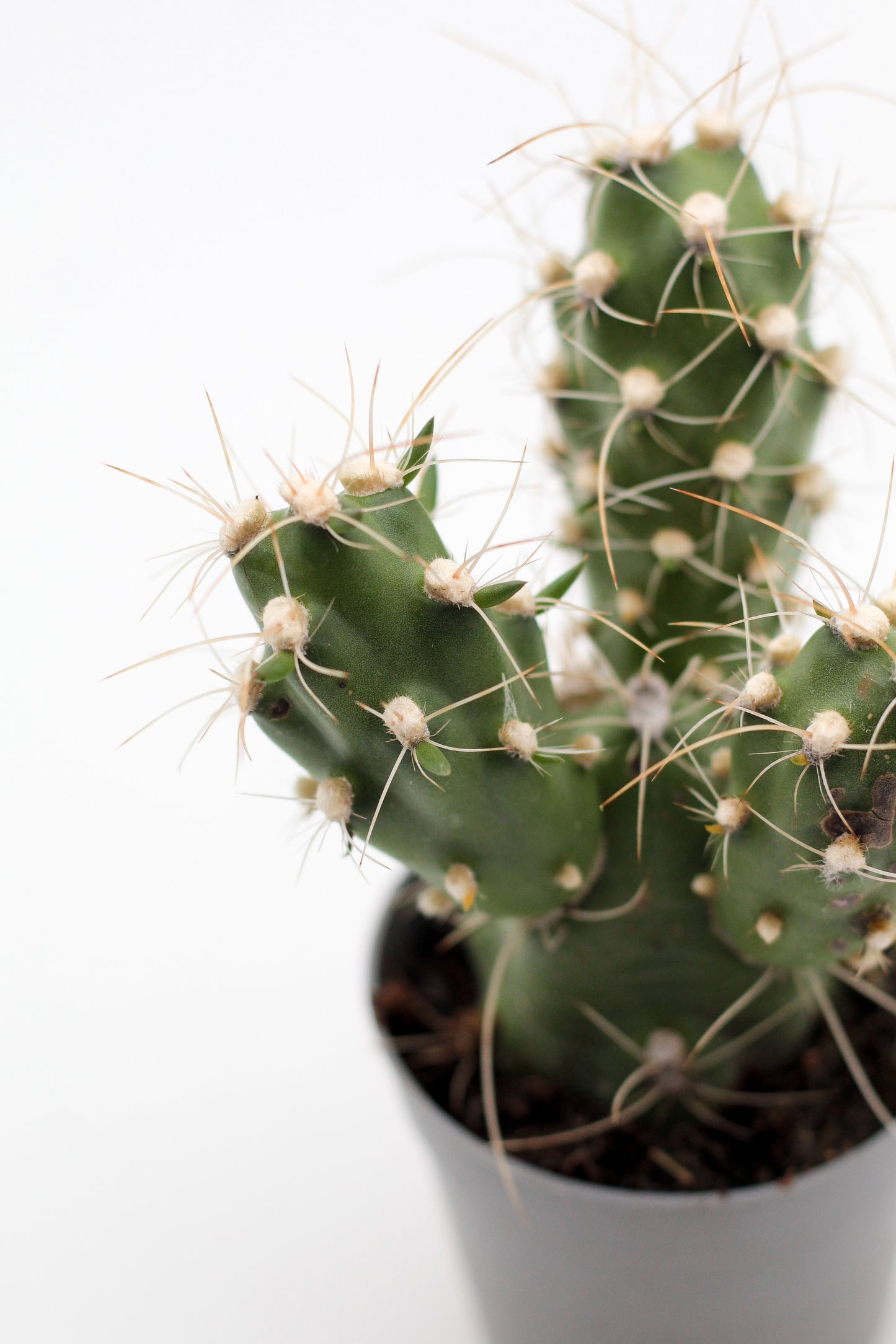 Cumulopuntia zehnderi