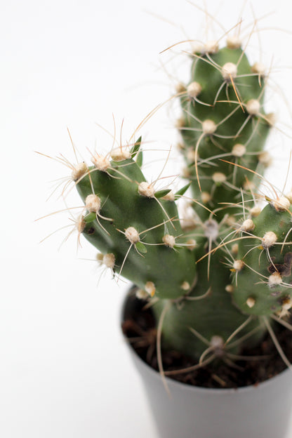 Cumulopuntia zehnderi