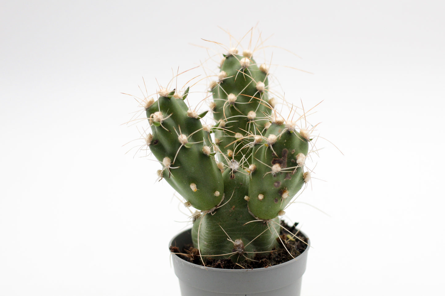 Cumulopuntia zehnderi