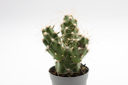 Cumulopuntia zehnderi