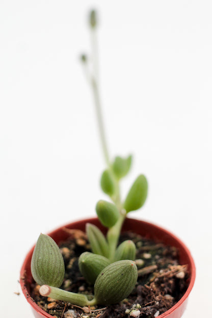 Curio herreanus (String of Watermelons)