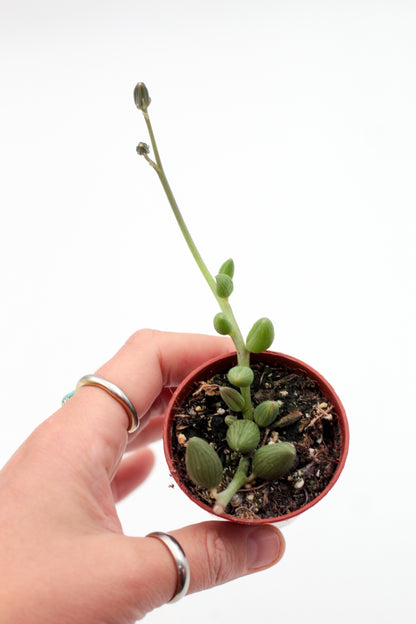 Curio herreanus (String of Watermelons)